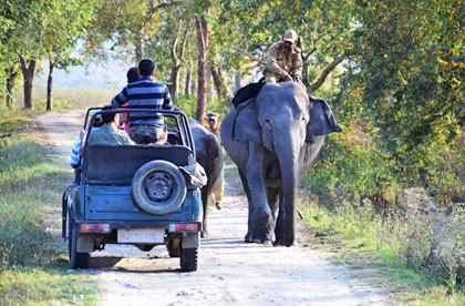 kaziranga-jeep